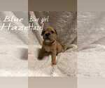 Small #7 Boxer Mix