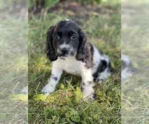 Cocker Spaniel Puppy for sale in CANOGA, NY, USA
