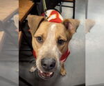 Small #19 American Staffordshire Terrier Mix