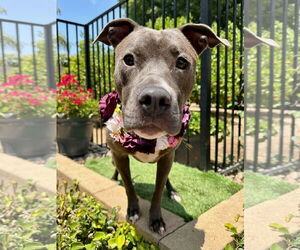 Jada - Female American Pit Bull Terrier-Unknown Mix Dog for Adoption - Photo #5