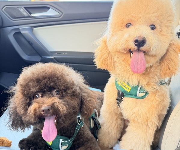 Medium Photo #1 Pyredoodle (Toy) Puppy For Sale in FORT MYERS, FL, USA