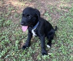 Small #5 Lab-Pointer