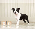 Small Photo #1 Boston Terrier Puppy For Sale in WARSAW, IN, USA