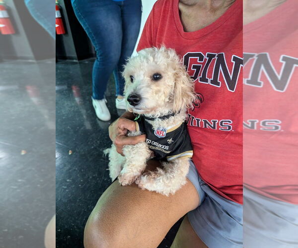 Medium Photo #4 Mutt Puppy For Sale in Abbeville, LA, USA