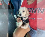 Small #3 Mutt