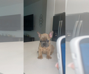 French Bulldog Puppy for sale in HOUSTON, TX, USA