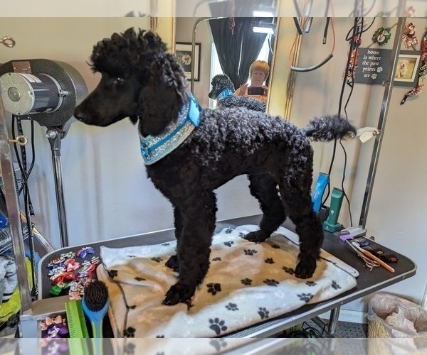 Medium Photo #36 Poodle (Standard) Puppy For Sale in SAND SPRINGS, OK, USA