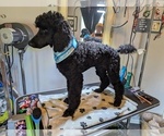 Small Photo #36 Poodle (Standard) Puppy For Sale in SAND SPRINGS, OK, USA