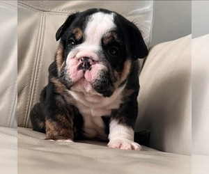 English Bulldog Puppy for Sale in ARNOLD, Missouri USA