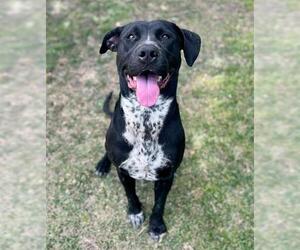 SWEETPEA - Female Labrador Retriever-Unknown Mix Dog for Adoption - Photo #3
