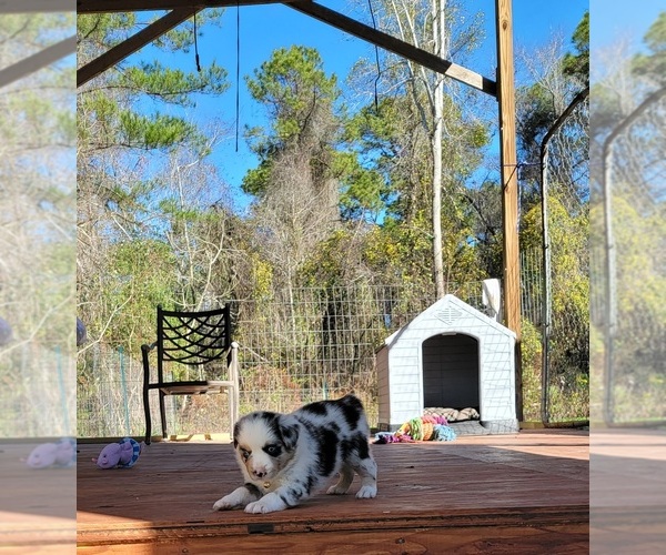 Medium Photo #2 Miniature Australian Shepherd Puppy For Sale in MIDDLEBURG, FL, USA