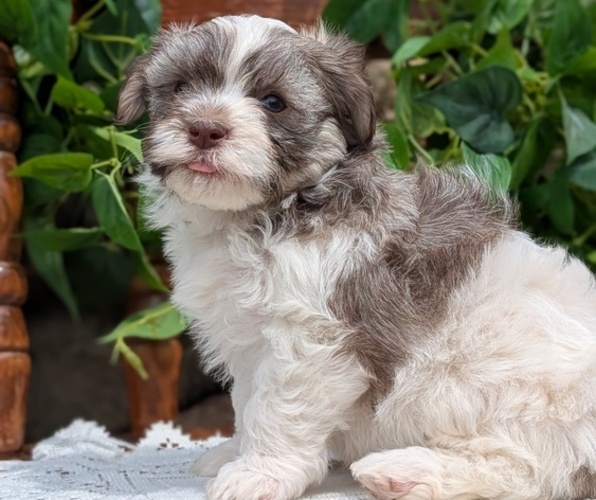 Medium Photo #10 Havanese Puppy For Sale in GOSHEN, IN, USA