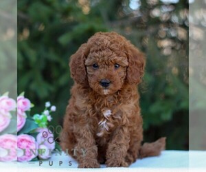 Goldendoodle (Miniature) Puppy for sale in EAST EARL, PA, USA