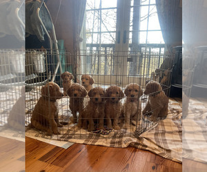 Goldendoodle Puppy for Sale in MARINA DEL REY, California USA