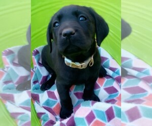 Medium Labrador Retriever
