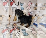 Puppy Trevor Shorkie Tzu