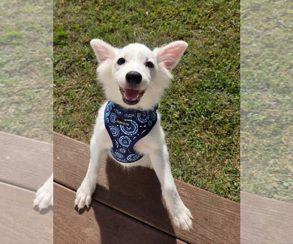 Medium Photo #2 Canadian Eskimo Dog-Unknown Mix Puppy For Sale in Morganville, NJ, USA