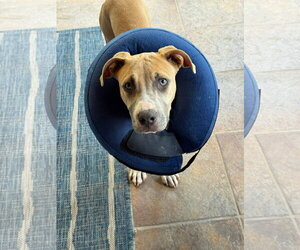 Mutt Dogs for adoption in Orlando, FL, USA