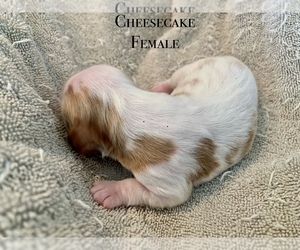 Cavalier King Charles Spaniel Puppy for sale in TULSA, OK, USA