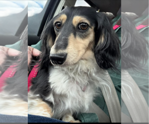 Dachshund Dogs for adoption in Sioux Falls, SD, USA