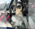 Small Dachshund