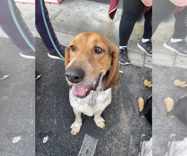 Medium Photo #1 Coonhound Puppy For Sale in Studio City, CA, USA