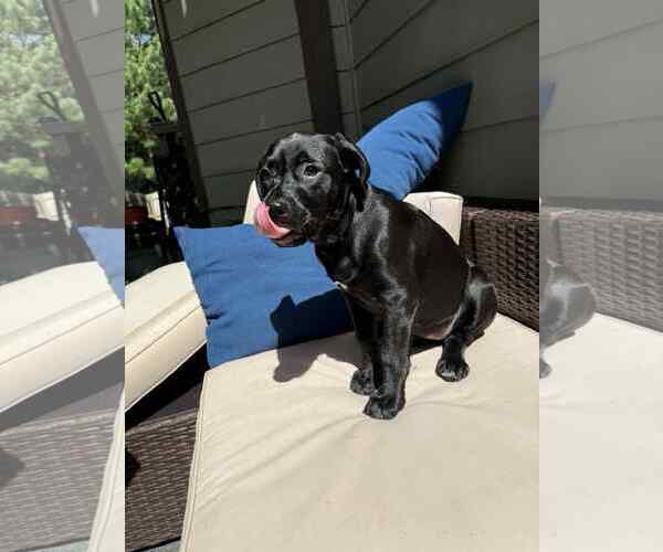 Medium Photo #2 Labrador Retriever-Unknown Mix Puppy For Sale in Greenville, SC, USA