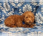 Small Photo #5 Labradoodle-Poodle (Miniature) Mix Puppy For Sale in KIRKWOOD, PA, USA