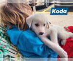 Small #2 Great Pyrenees