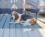 Small Photo #1 Basset Hound Puppy For Sale in PORTLAND, TN, USA