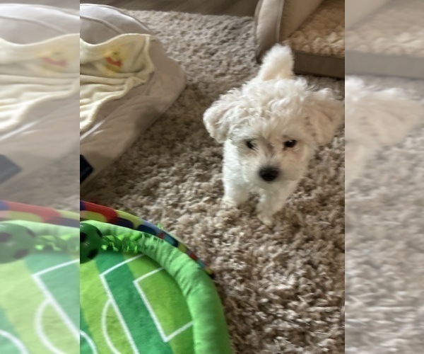 Medium Photo #6 Maltipoo (Miniature) Puppy For Sale in LA PUENTE, CA, USA