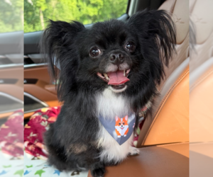 Chion Dogs for adoption in Springdale, PA, USA