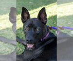 Small #8 Australian Kelpie-Labrador Retriever Mix