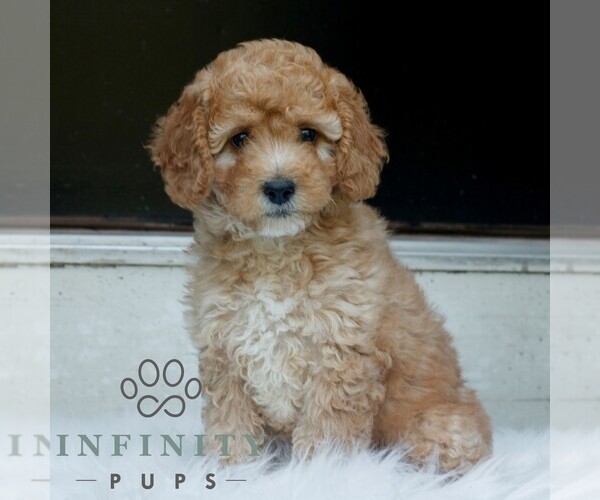Medium Photo #1 Poodle (Miniature) Puppy For Sale in HONEY BROOK, PA, USA