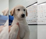 Small Labrador Retriever