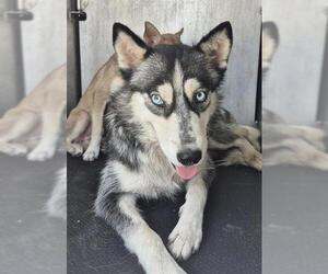 - Mix Dogs for adoption in San Antonio, TX, USA