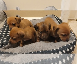 Chiweenie Litter for sale in PINSON, AL, USA