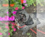 Small #4 Shih Tzu