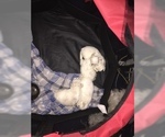 Small Photo #39 Maltese Puppy For Sale in BRKN ARW, OK, USA