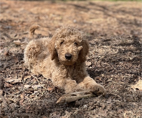 Full screen Photo #1 Goldendoodle Puppy For Sale in OLIN, NC, USA