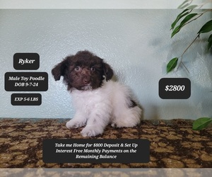 Poodle (Toy) Puppy for sale in TUCSON, AZ, USA