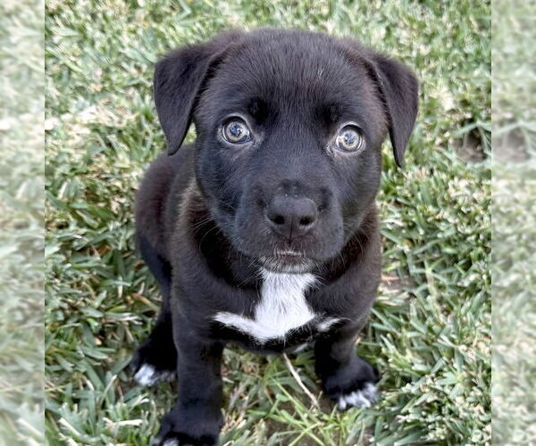 Medium Photo #1 Labrador Retriever-Unknown Mix Puppy For Sale in San Juan Capistrano, CA, USA