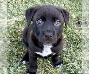 Labrador Retriever-Unknown Mix Dogs for adoption in San Juan Capistrano, CA, USA