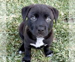 Small Labrador Retriever Mix
