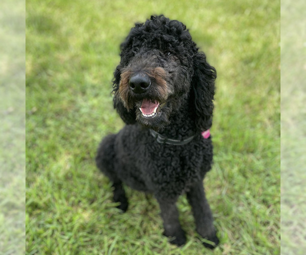 Medium Photo #1 Goldendoodle Puppy For Sale in WELLSVILLE, KS, USA