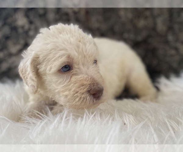 Medium Photo #7 Goldendoodle Puppy For Sale in CANON, GA, USA