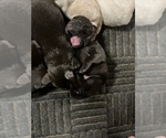 Small Photo #2 Labrador Retriever Puppy For Sale in MC LEANSBORO, IL, USA