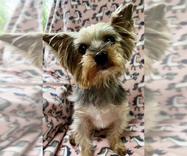 Medium Photo #10 Mutt Puppy For Sale in Allentown,, PA, USA