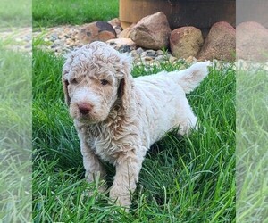 Poodle (Standard) Puppy for sale in MCCORDSVILLE, IN, USA