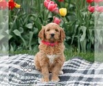 Small #1 Goldendoodle